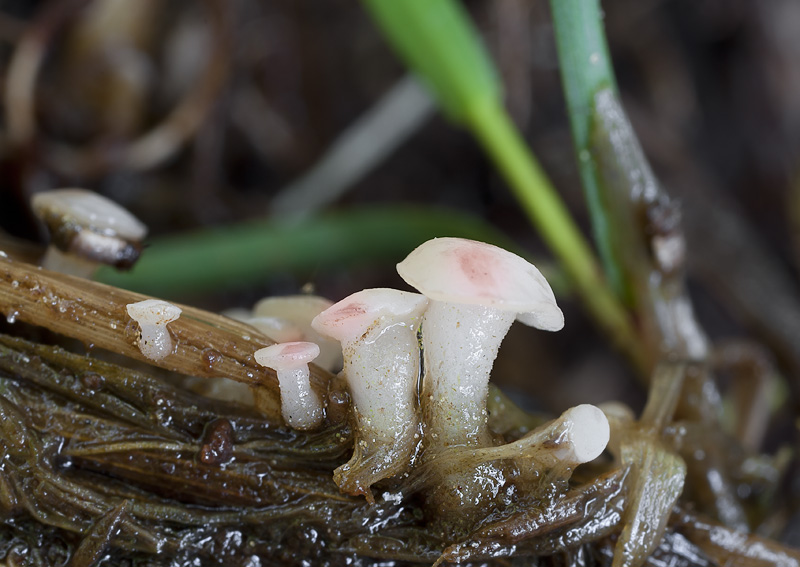 Cudoniella junciseda